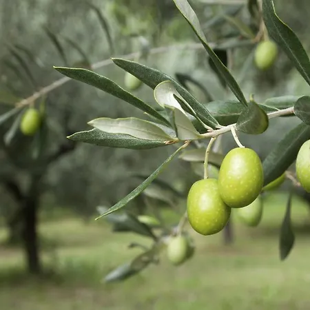House Olive Grove In Evia بيت للعطل *
